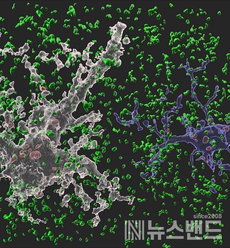 네이쳐(Nature)에 수록된 이번 연구 이미지. 흰색 별아교세포와 파란색 미세아교세포가 시냅스(정상 시냅스는 녹색, 신경교세포에 의해 제거된 시냅스는 붉은색)를 제거하고 있는 모습.